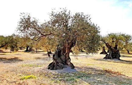 Casa Geminis I - Photo 34