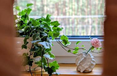 Domek Bory Tucholskie laso przestrzeń - Foto 24