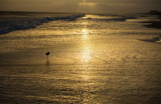 Atlantic Beach Resort - Foto 76