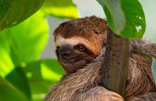 Avistamento de aves e bichos-preguiça em San José - Foto 1