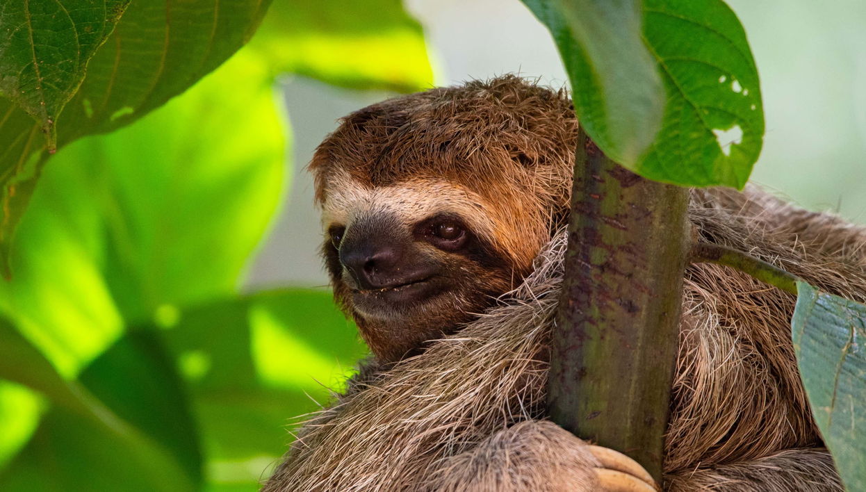 Avistamento de aves e bichos-preguiça em San José