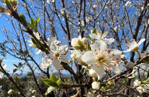 Conte Čikara Apartment - Foto 34