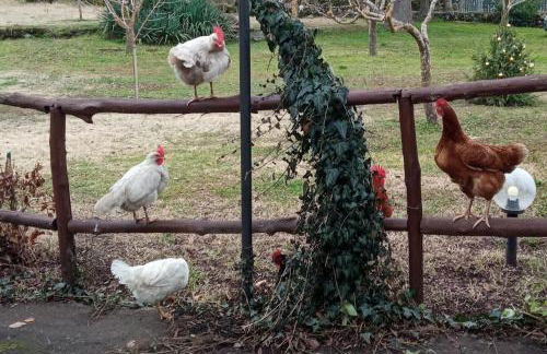Etna, salvia e rosmarino - Foto 14
