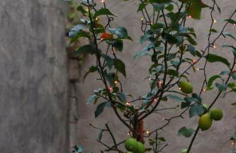 Lemon Garden Villa - Photo 57