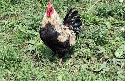 Bed and Bike Rheine - Foto 60