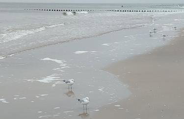 Achterwasser Blick - Foto 27