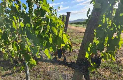 Montepulciano - La Casetta del Pian delle Noci - Foto 50