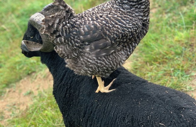 Village de Gite - La Cascade - Foto 57