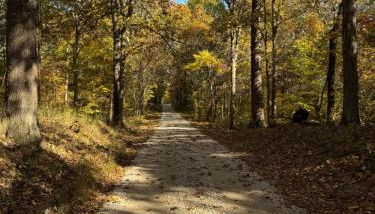 Fireflies and night skies! - Foto 3