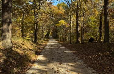 Fireflies and night skies! - Foto 3