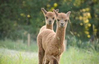 Landhaus Paco Ferienhaus für 12 Personen mit Alpakas, Sauna & Kamin - Foto 2