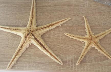 Nina Villa - Foto 59