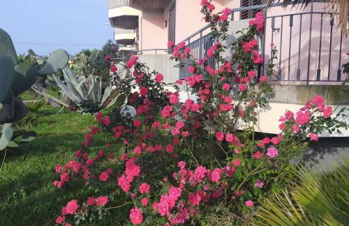 aranceto dell'Etna - Foto 40