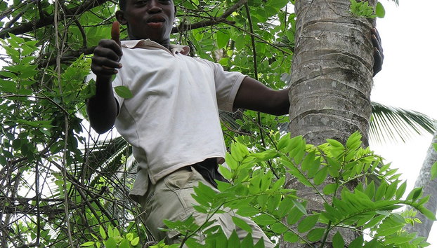 Descubra es especiarias do Zanzibar - Foto 4