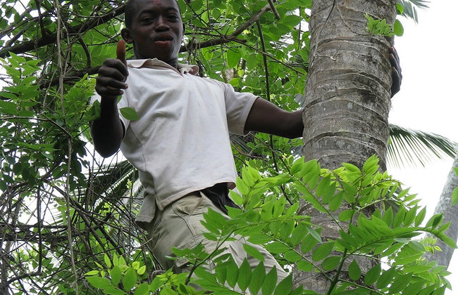 Descubra es especiarias do Zanzibar - Foto 4