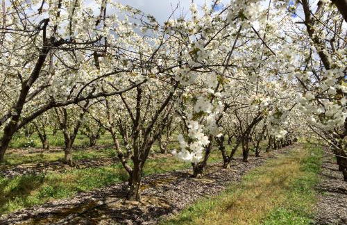 Quinta da Porta - Solar de Vale de Prazeres - Foto 61