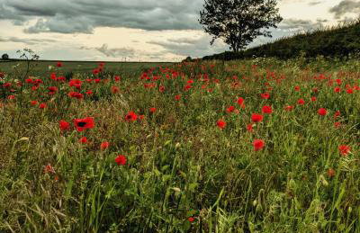 Ideal Retreat, Parking x2 Garden Waltham near Cleethorpes - Foto 14