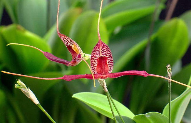Quimbaya Bamboo Raft Ride - Photo 3