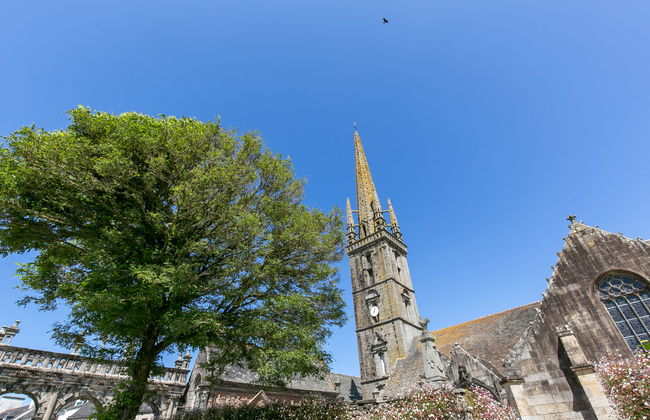 Blaue Hortensie - Foto 24