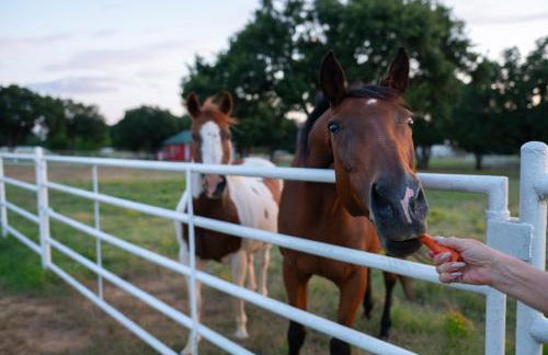 Dog-Friendly Texas Ranch with Patio, Horses On-Site - Foto 28