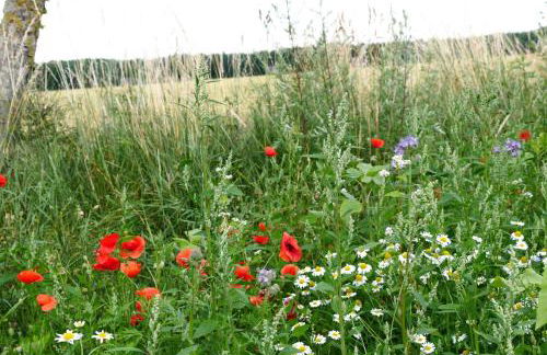 Ferienhaus "Zur Alten Fähre" - Foto 13