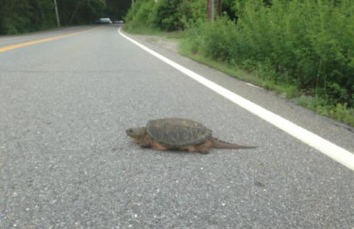 Modern Cottage with Peeks of Ocean Views - Foto 53