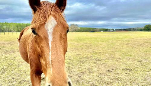 Couples Cottage - Serene Getaway - Foto 5