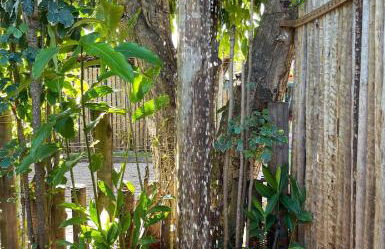 Minha Casa em Caraíva, no centro da vila - Foto 13