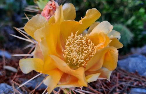 Orkula Hidden Paradise- Robinson Holiday House - Foto 14