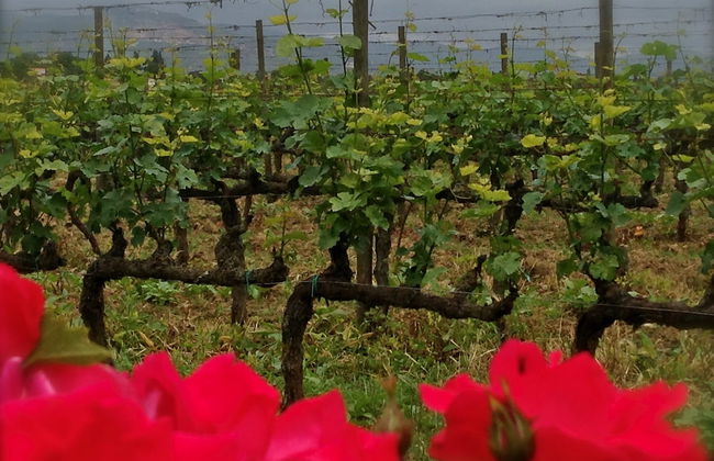 Agrisalotto - Foto 46