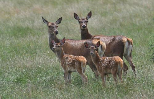 Tiny House am Waldrand - Foto 34