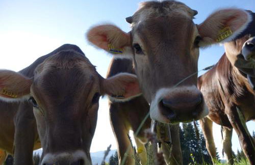 Ferienwohnungen Bernie Schmid - Foto 25
