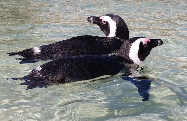 Hout Bay Beach Cottage - Photo 52