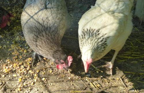 Les Cabanes de Warincthun - Foto 14