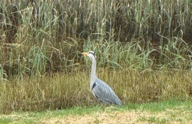 Willowbarn Rafford Self Catering - Foto 9