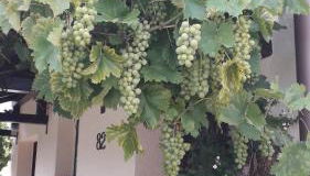 Sommerfrische - Foto 4