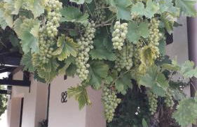 Sommerfrische - Foto 4