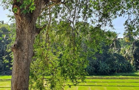 Villa by Tamarind Shade - Photo 15