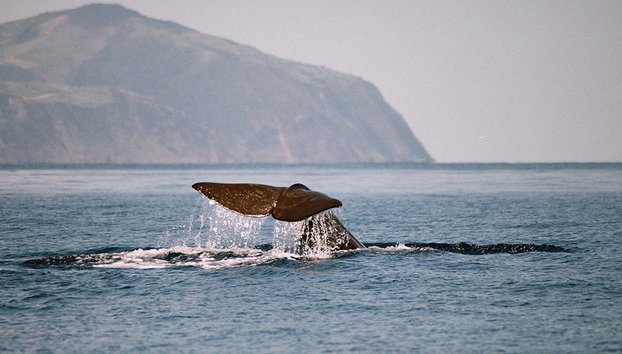 Avistamiento de Ballenas en las Azores - Foto 5