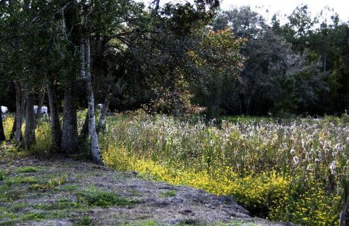 Historic One-Room Cabin near Ocala National Forest in Central Florida - Foto 3