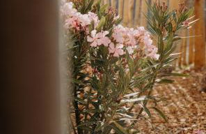 Le Ricanto - Maison de vacances dans un gîte proche de l'océan - Foto 6