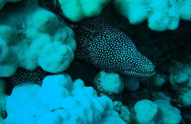 BUCEO: La exploración submarina de Kallithea - Foto 10