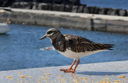 La Abundancia - Foto 14