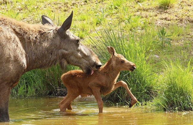 5 Person Holiday Home in Salen-by Traum - Foto 16