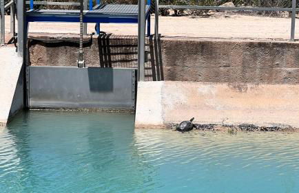 Punta Prima - Charming Spanish Apartment with South-Facing Terrace by the Sea - Foto 41