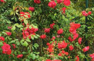 Magnolia casa di campagna Costa dei Trabocchi - Foto 37
