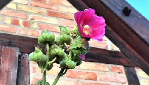 Pommernhof am Stettiner Haff - Foto 4