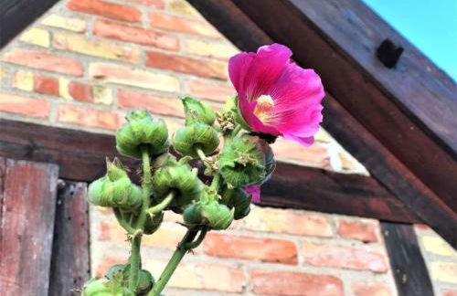 Pommernhof am Stettiner Haff - Foto 4