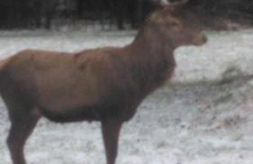 Domek nad stawem - Foto 54