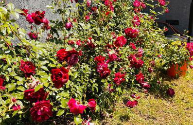 Los Angeles Red Rose - Foto 42